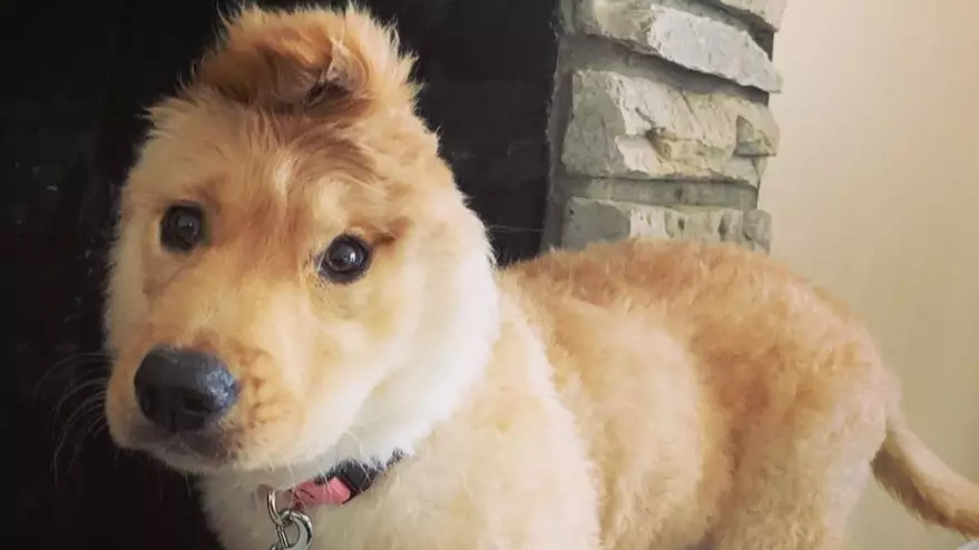‘Golden Unicorn’ Puppy Has One Ear In The Middle Of Her Head