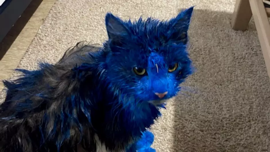 Aussie Authorities Are Investigating A Possible Pet Cat Paint Attack