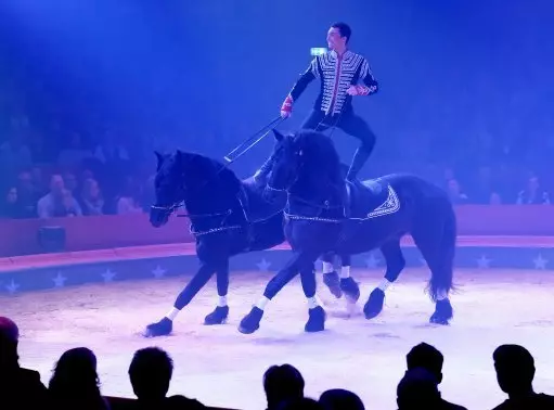 Horses in the Swiss national circus Brothers Knie.