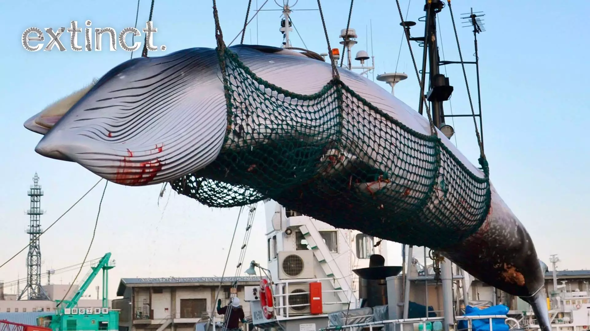 Japan Set To Start Commercial Whale Hunting Again In 2019 After 30 Years