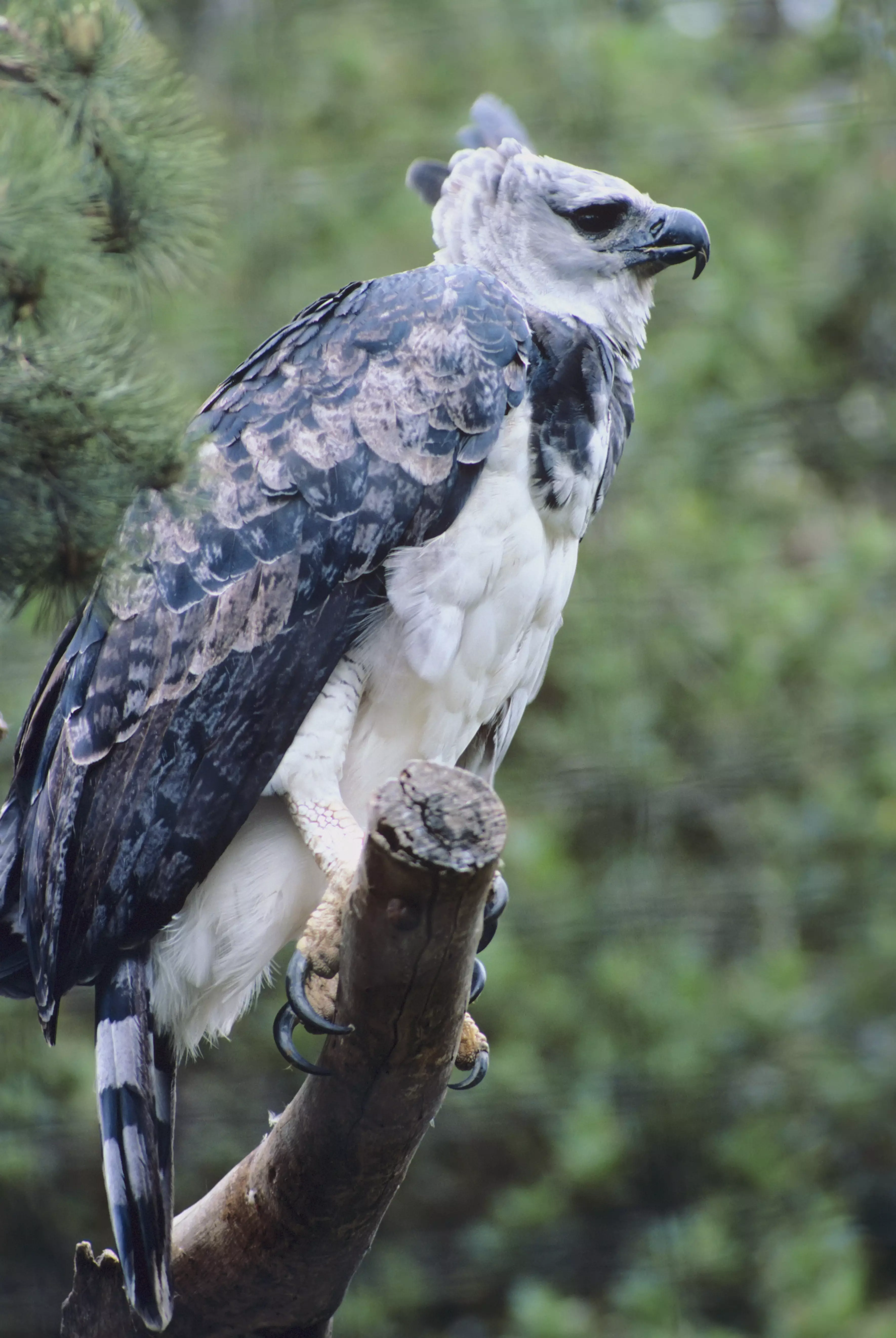 Stock image of a harpy eagle.
