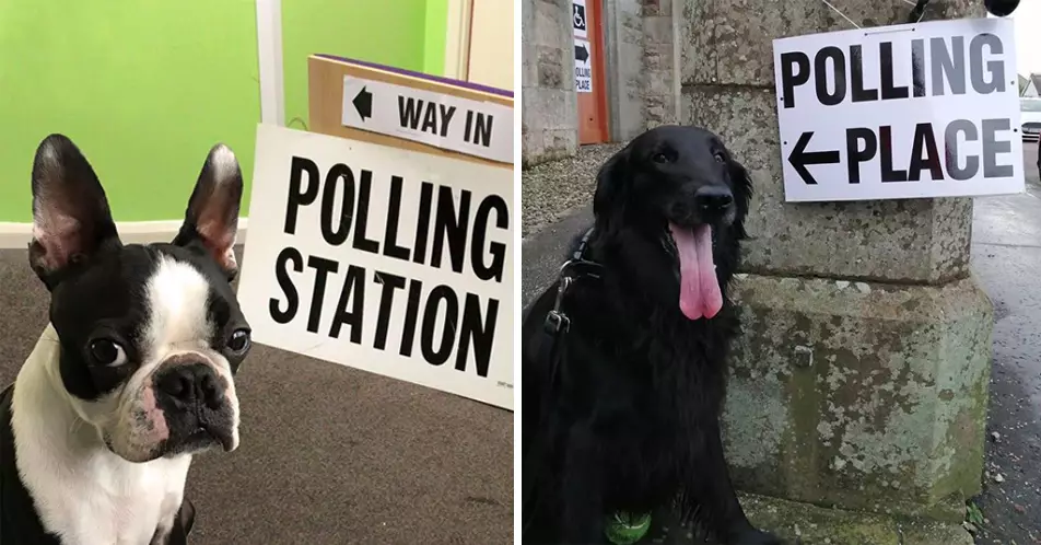 These Are The Cutest Dogs At Polling Stations From The 2019 General Election