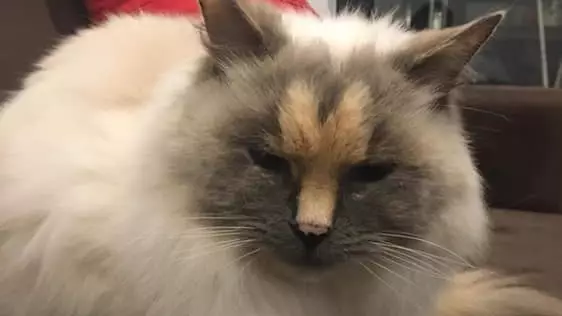 Majestic Cat With 'Penis' Markings On Her Face Is Looking To Be Adopted 