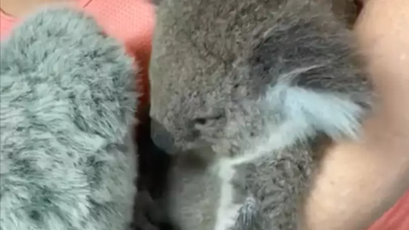 Koala Who Lost Mum In Bushfire Hugs Toy That Looks Just Like Her