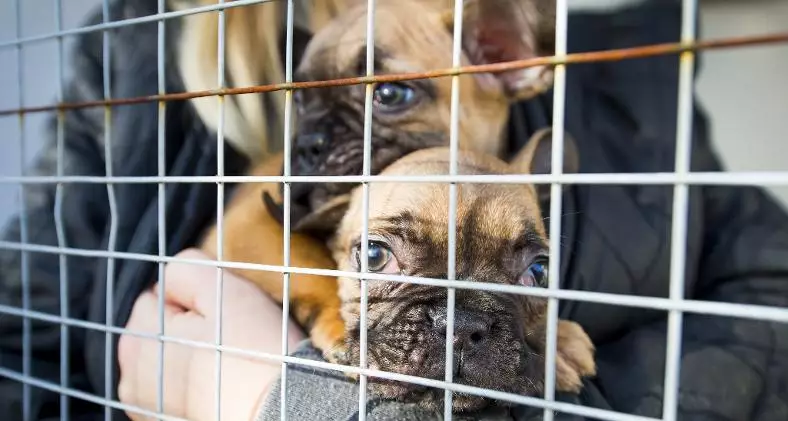 Dogs Trust have been fighting against puppy smuggling for years (
