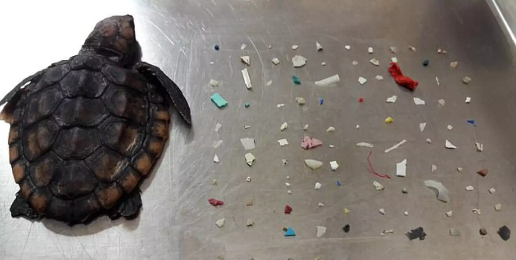 A tiny turtle has been found dead with 104 pieces of plastic in its intestines.
