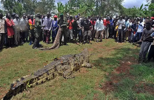 A crocodile captured in Uganda in 2014.