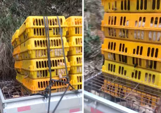 Dogs rescued from crates at the back of a truck (