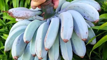 BLUE JAVA BANANA (Ice Cream Banana) : Is There Really a BLUE Banana That  Tastes Like ICE CREAM? 