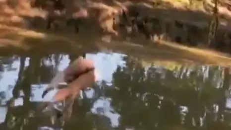 Woman Appears To Defy The Laws Of Physics As She Falls From Rope Swing