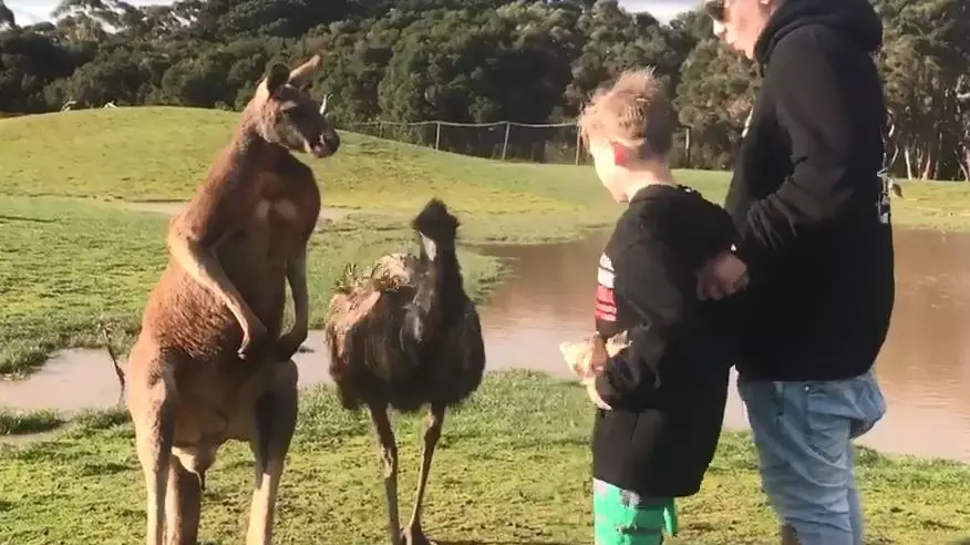 Boy Gets Punched In The Face By Kangaroo While Emu Watches On