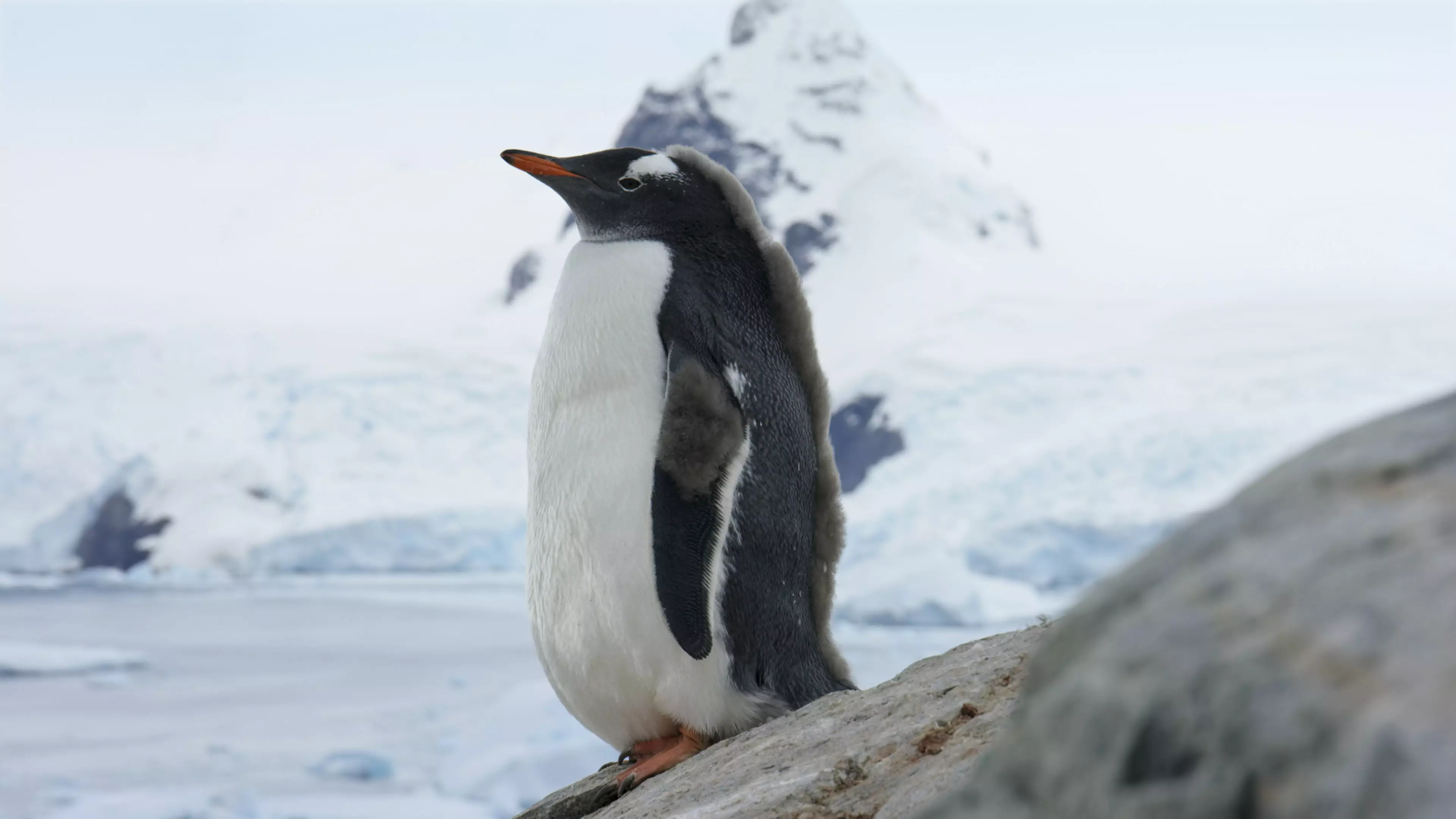 A young gentoo penguin in Antarctica will be shown in episode one. (