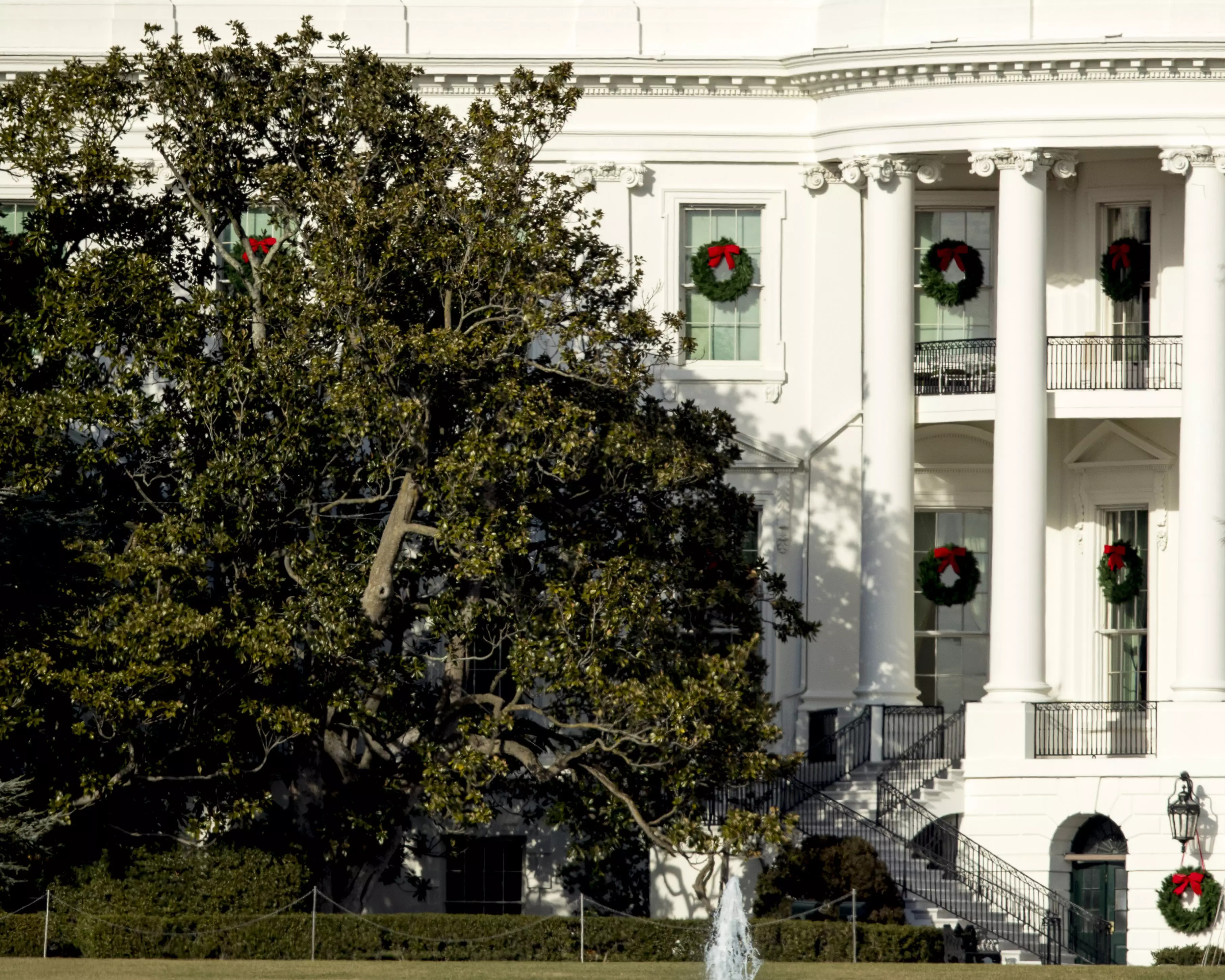 White House Tree