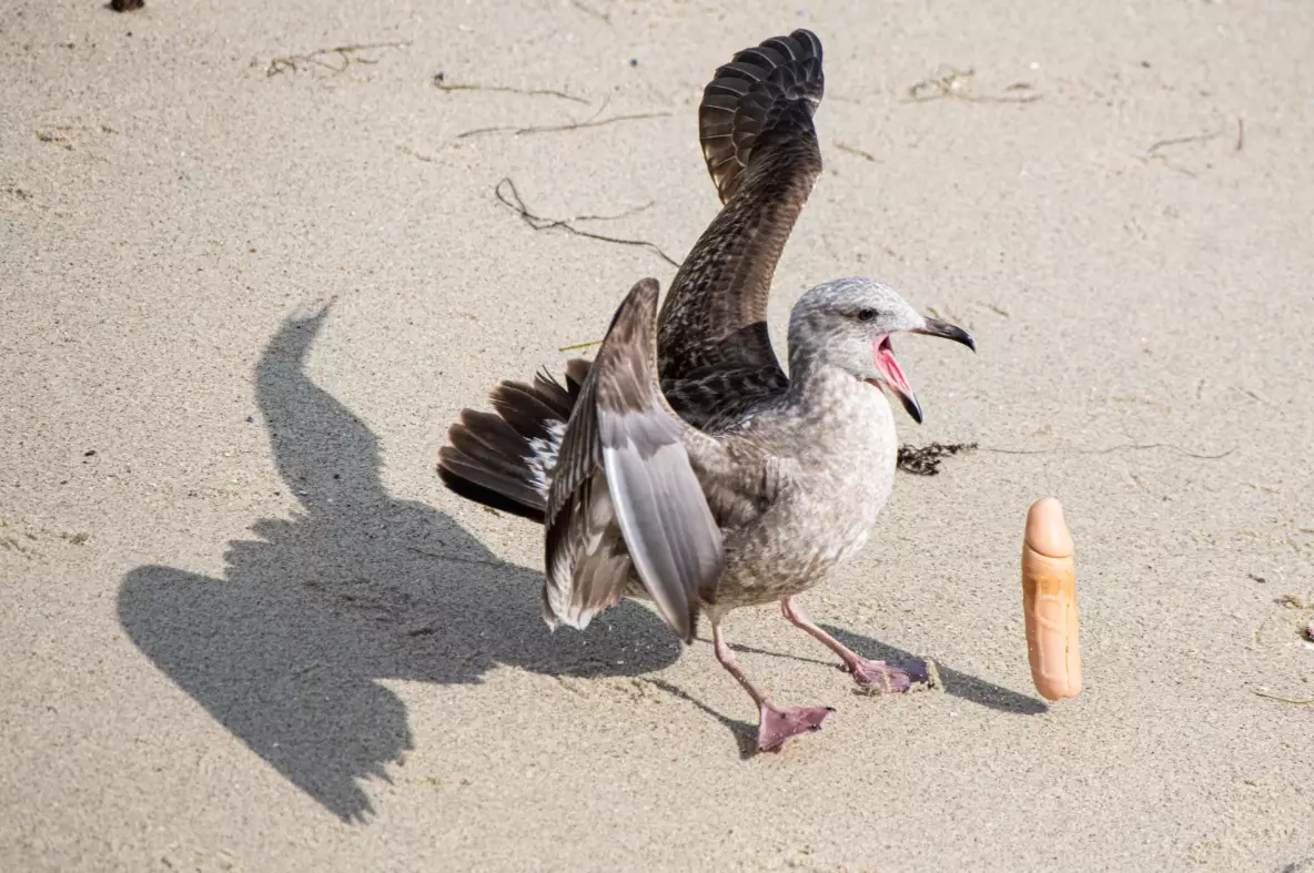 A gull with a dildo in its mouth is a new one for all of us. I hope.