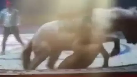 ​Horse Gets Brutally Attacked By Tiger And Lion At Chinese Circus  