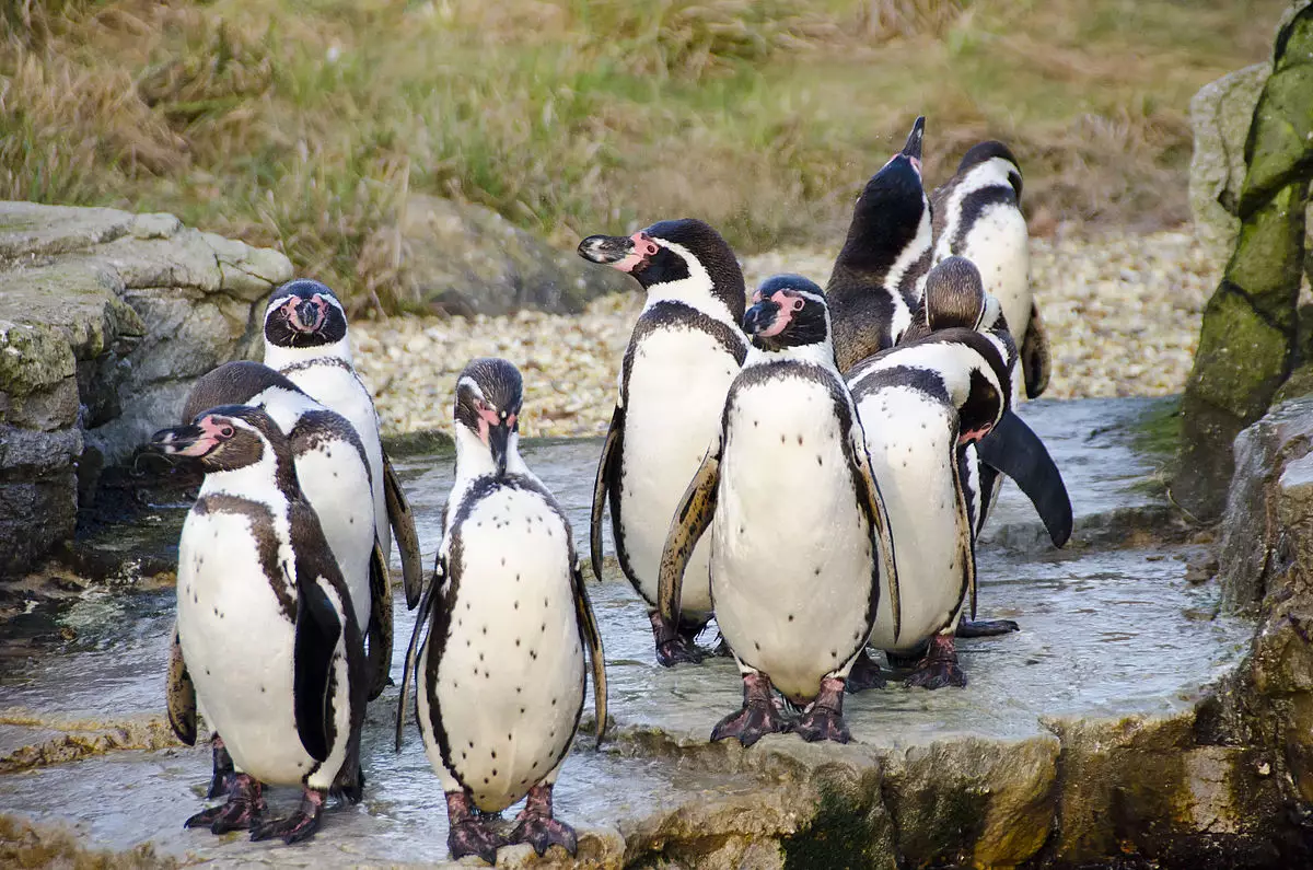 Humboldt penguins are native to Chile and Peru (