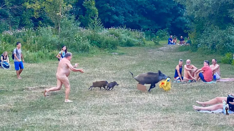 Nudist Chases Boars Through Park After They Steal His Laptop 