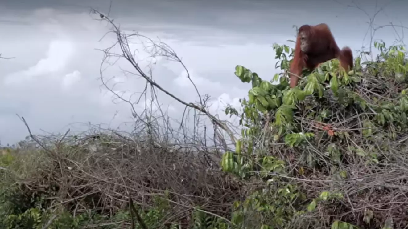 ​Netflix Viewers In Tears After Heartbreaking Orangutan Scene In New David Attenborough Documentary
