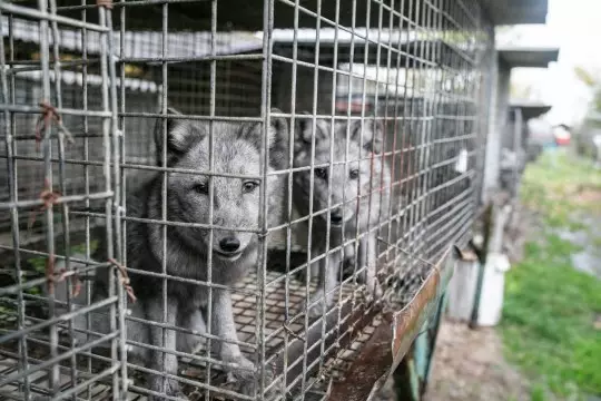 Foxes were found in harrowing condition on a farm in Poland (