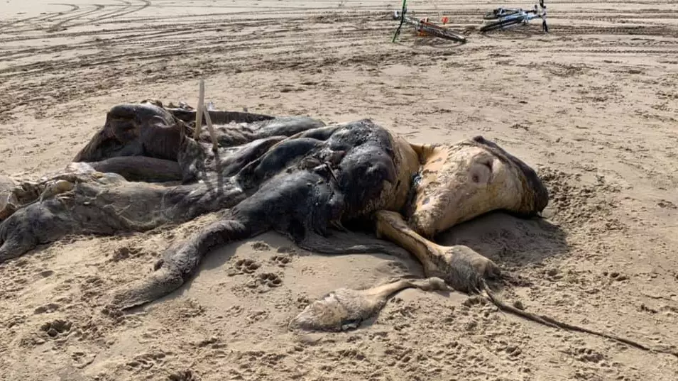 Man Finds Mysterious Stinking Furry Creature With Flippers Washed Up On Beach