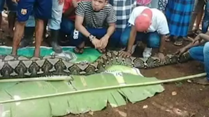 Mum Is Cut Out Of 27ft Python After She Was Eaten While Gardening
