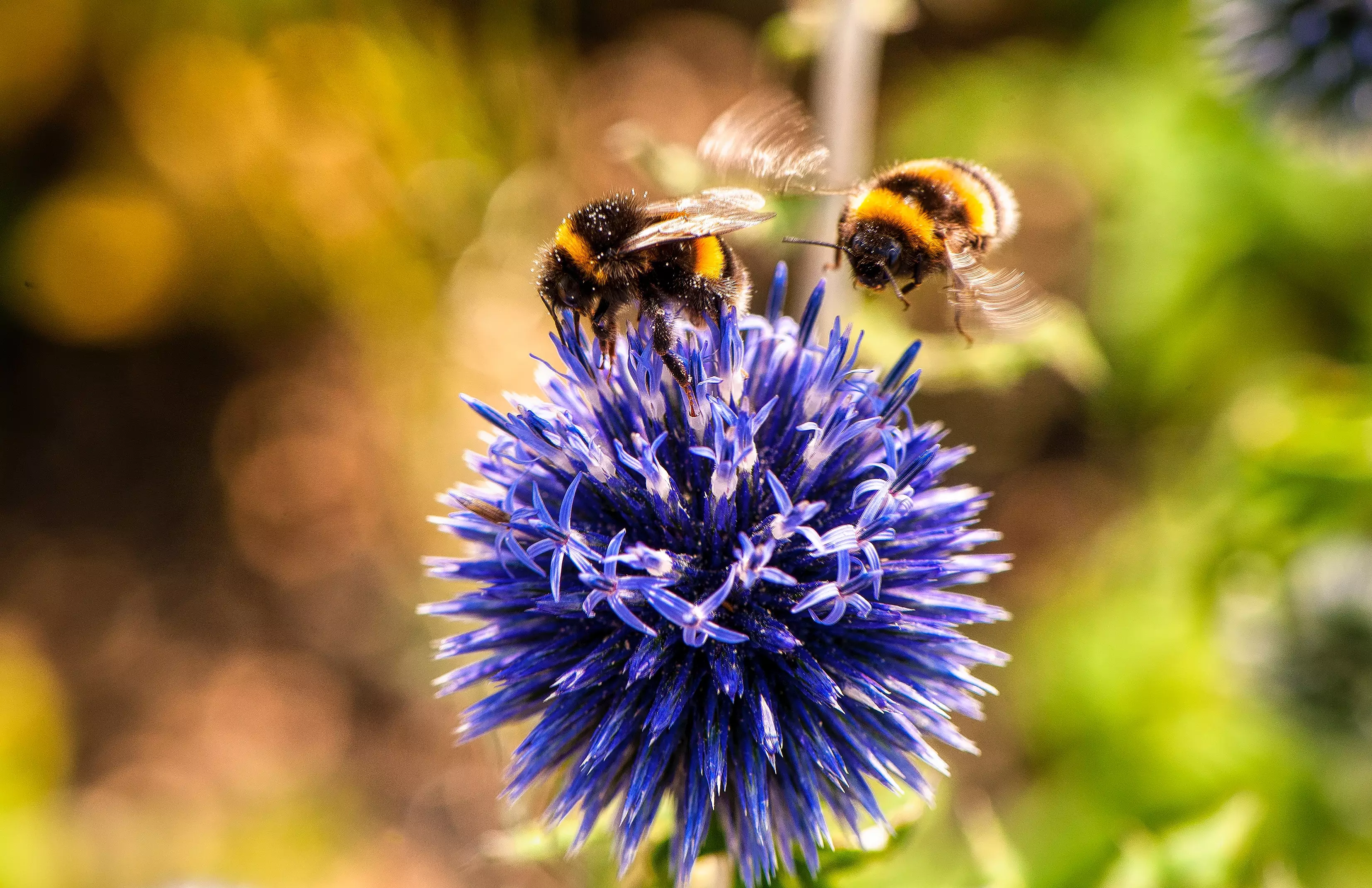 A third of the UK bee population is thought to have disappeared in the last decade (