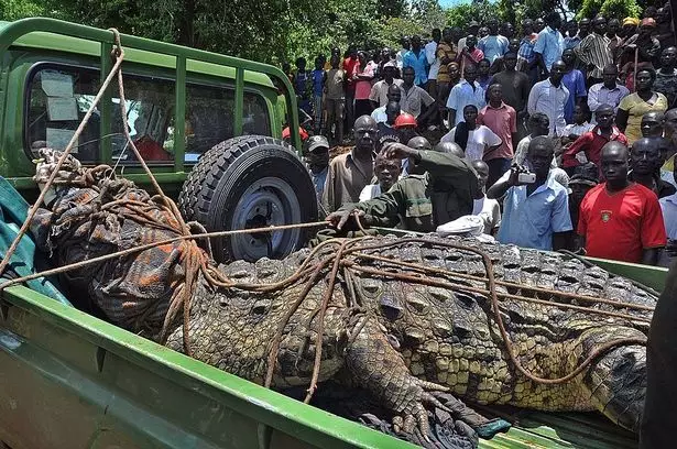 This crocodile was captured by villagers in Uganda.