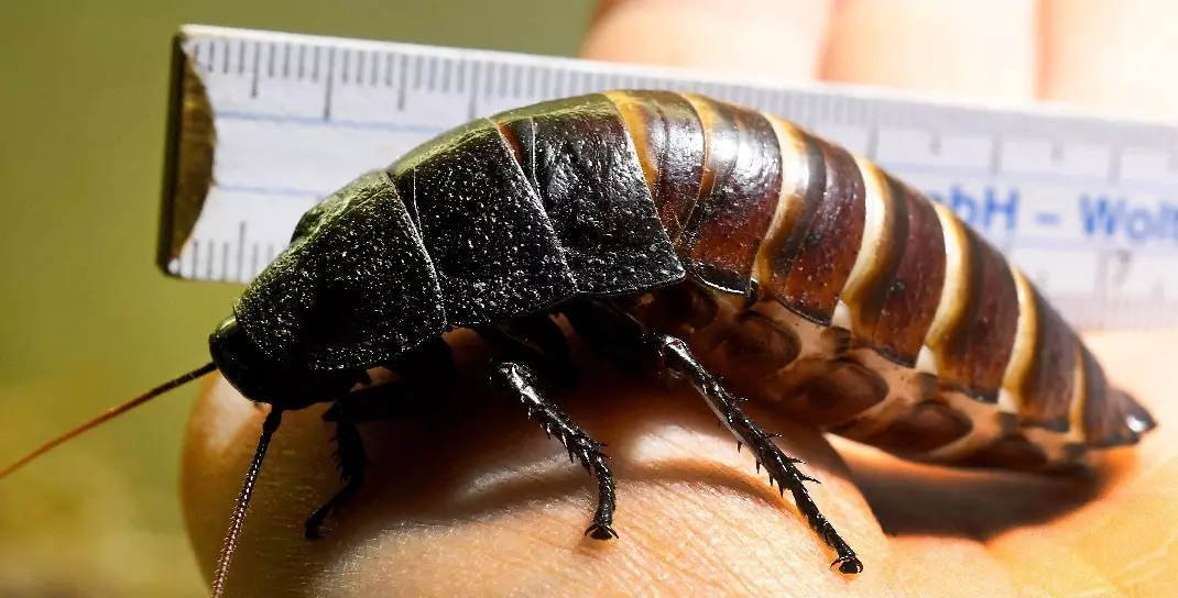 A Madagascar hissing cockroach.
