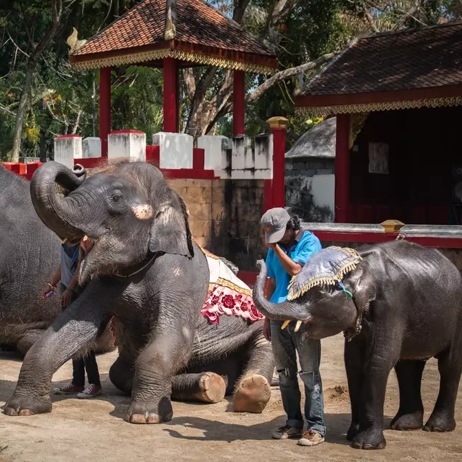 Earlier this year, young elephants were spotted being beaten and forced to perform in Phuket.
