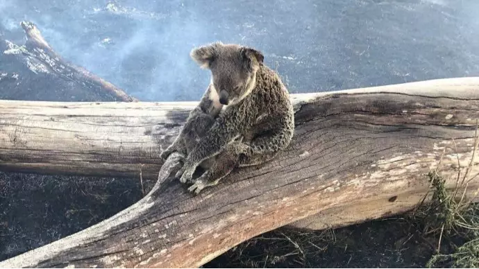 Koala And Joey Rescued From Queensland Bushfires Set To Be Released