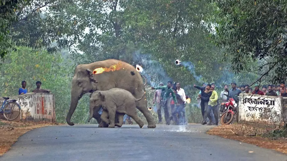 Photos Show Humans Attacking Elephants With Firebombs And Stones In India