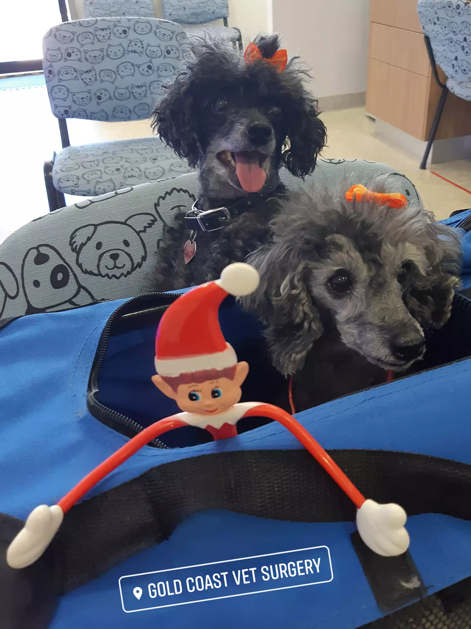The elf has been visiting some other patients at the Gold Coast Vet Surgery too.