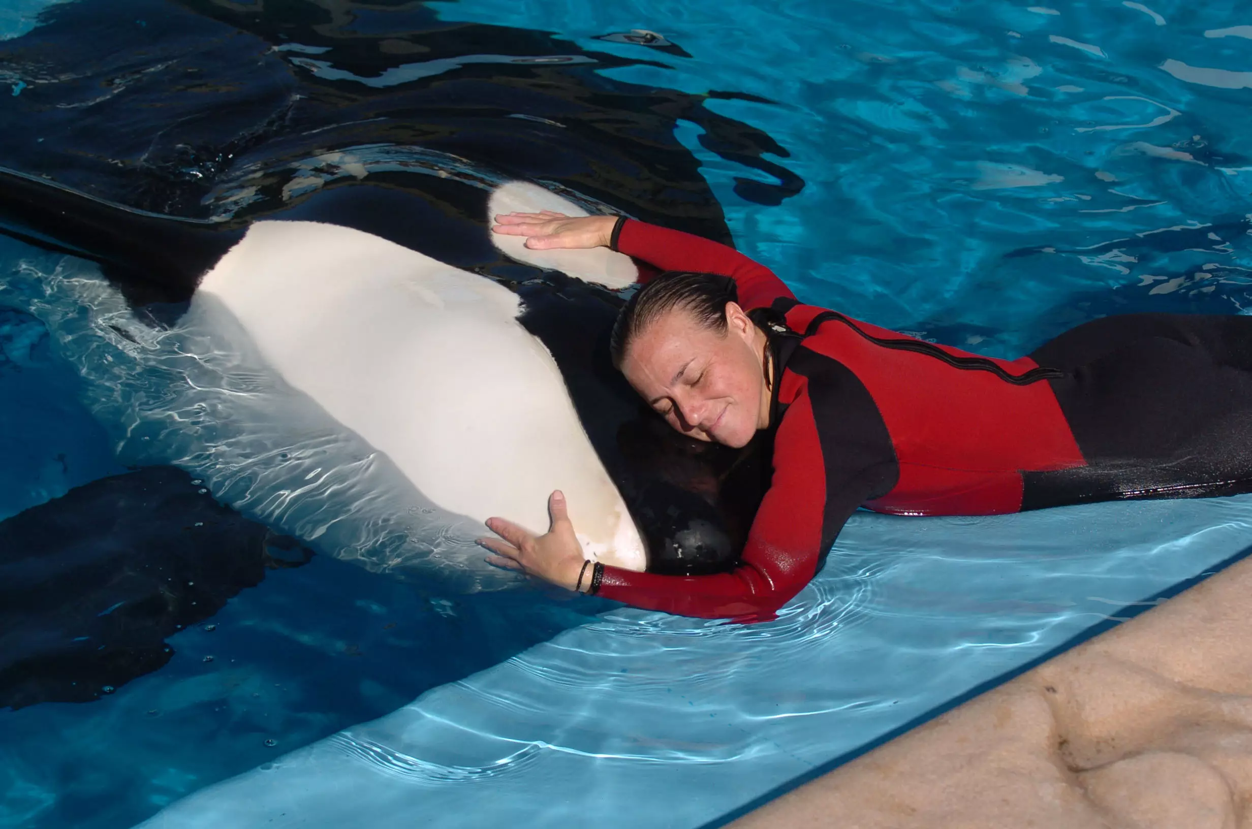 Dawn Brancheau with one of the killer whales in 2005.