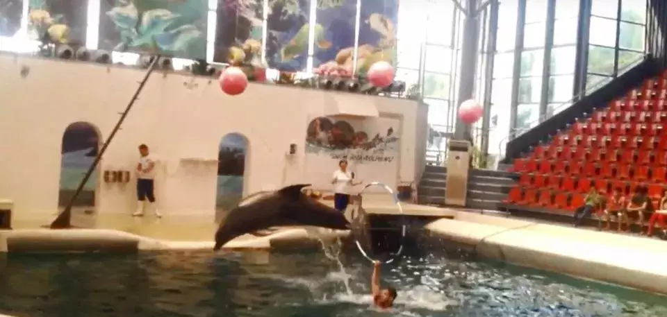 Dolphins perform at the Varna Dolphinarium.