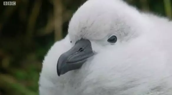 This baby albatross is the one that fell out the nest on Seven Worlds, One Planet (
