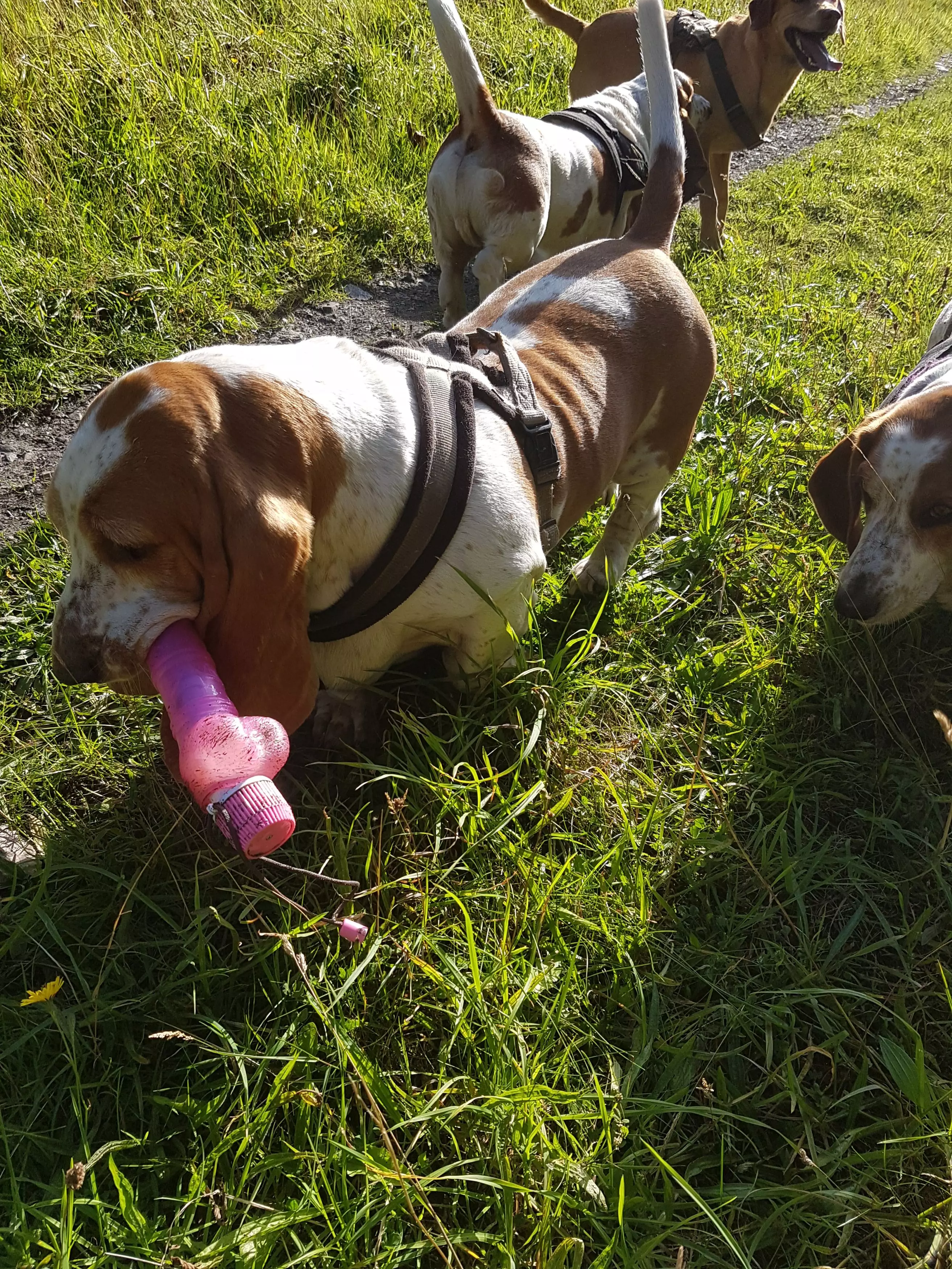 Flossie found a massive dildo and wouldn't let go.