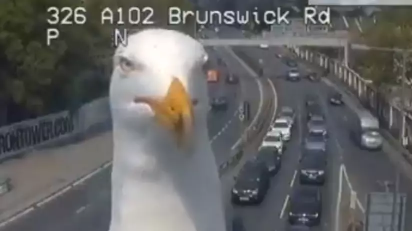 Seagulls Keep Landing In Front Of A London Traffic Camera And It's Great