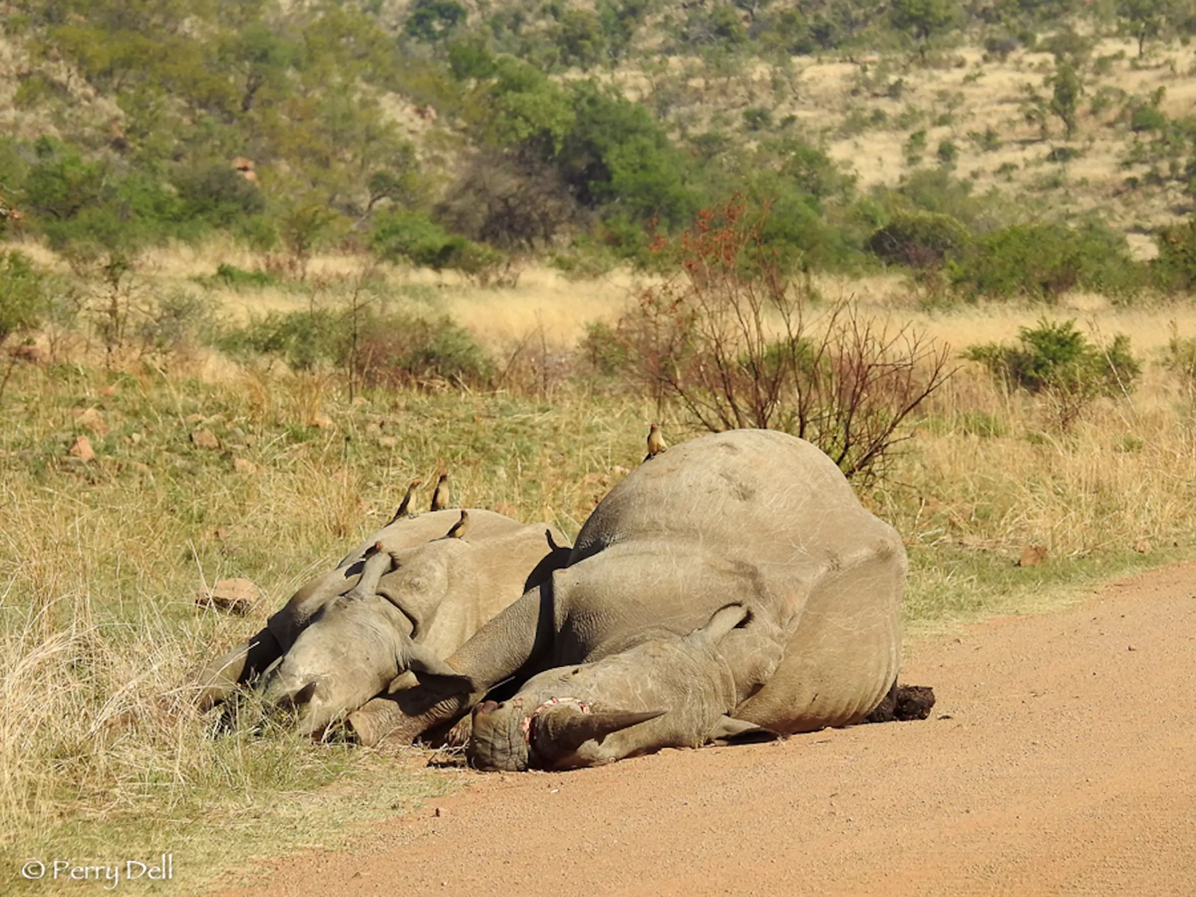 Poaching is a big contributor to the extinction of wild animals.