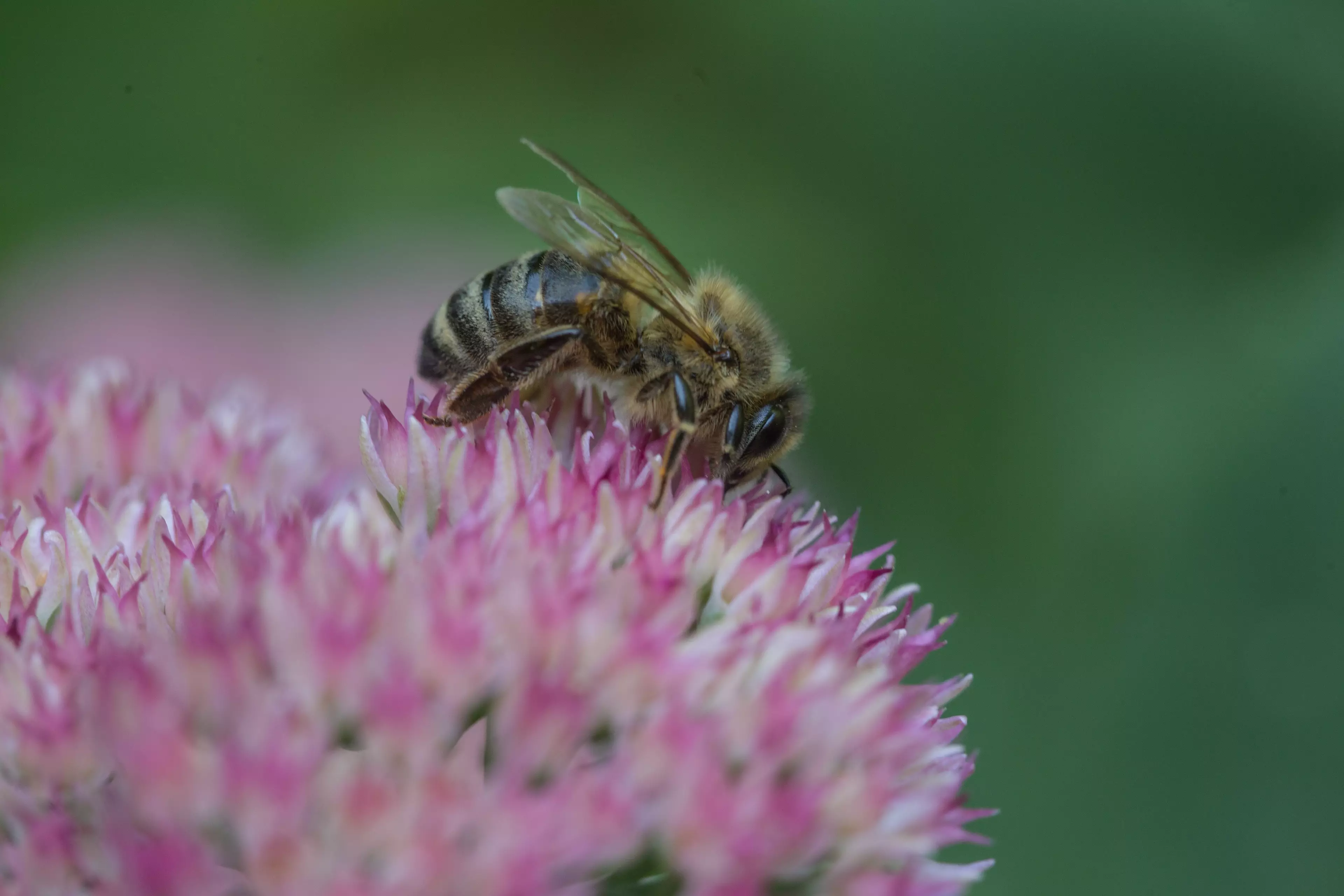 Bees are under threat of extinction after a deadly pesticide has been approved for use in England (