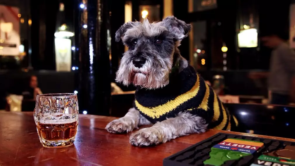 Honestly, Is There Anything Better In The World Than A Pub Dog?