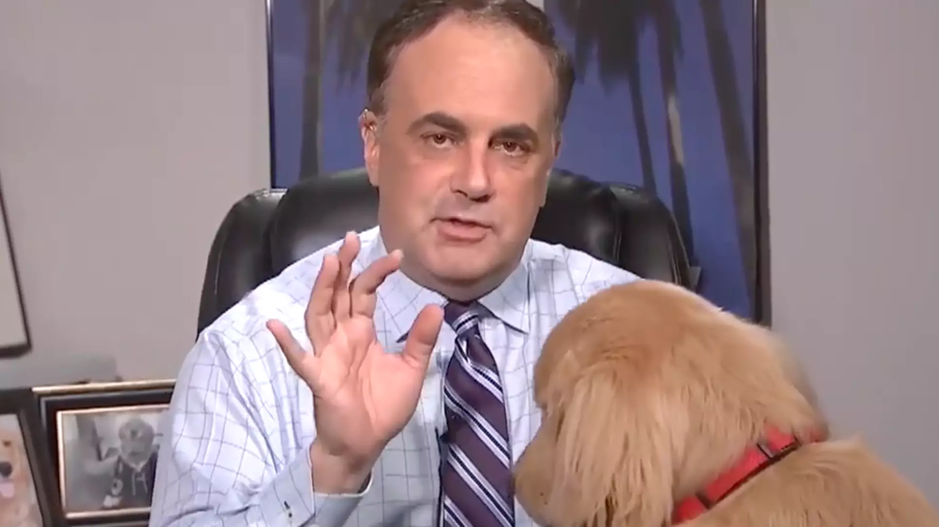 Golden Retriever Hilariously Interrupts Weatherman's Live At-Home Forecast  