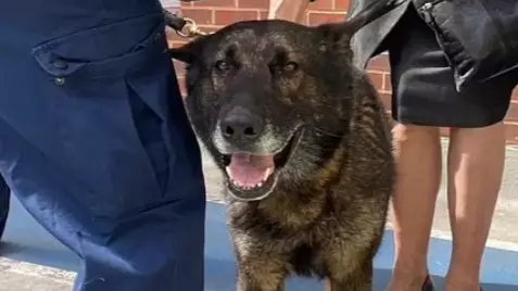 Police Dog Kaiser Returns To Work Months After Being Stabbed On Duty
