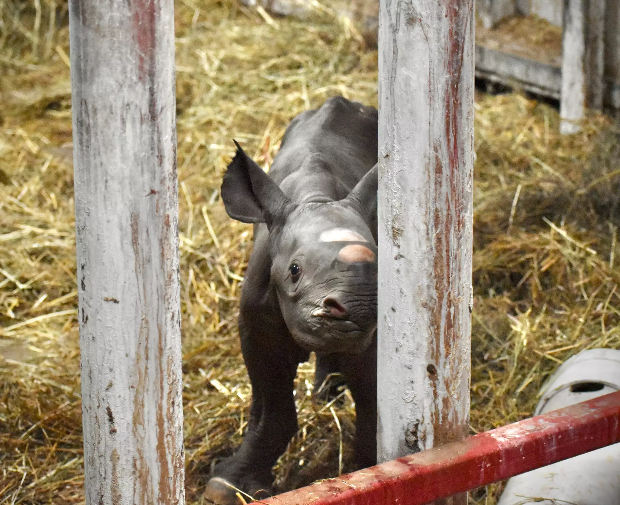 The black rhino calf is doing well.