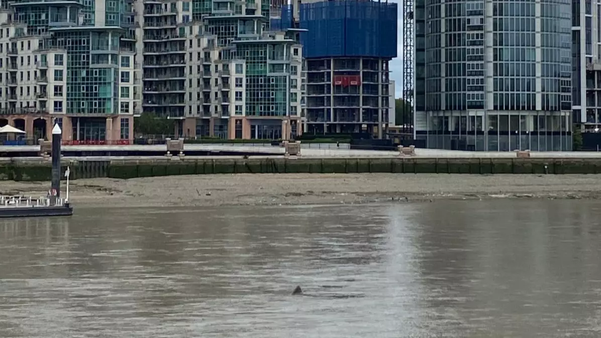 'Shark' Rumoured To Be In The Thames After Mysterious Fin Sightings