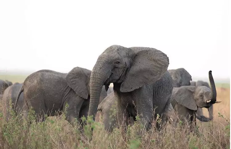 Elephants Are Evolving To Be 'Tuskless' Because Of Poachers
