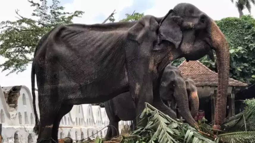 Emaciated Elephant Forced To Parade The Streets During Festival Has Died