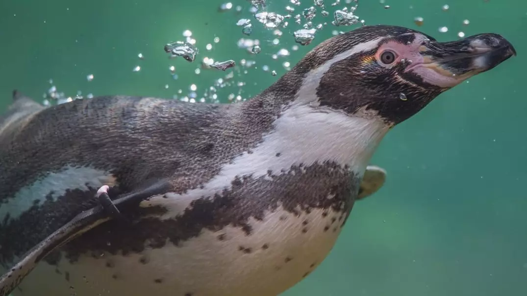 Iceland Supermarket Has Adopted All Of Chester Zoo's Penguins To Help It Survive