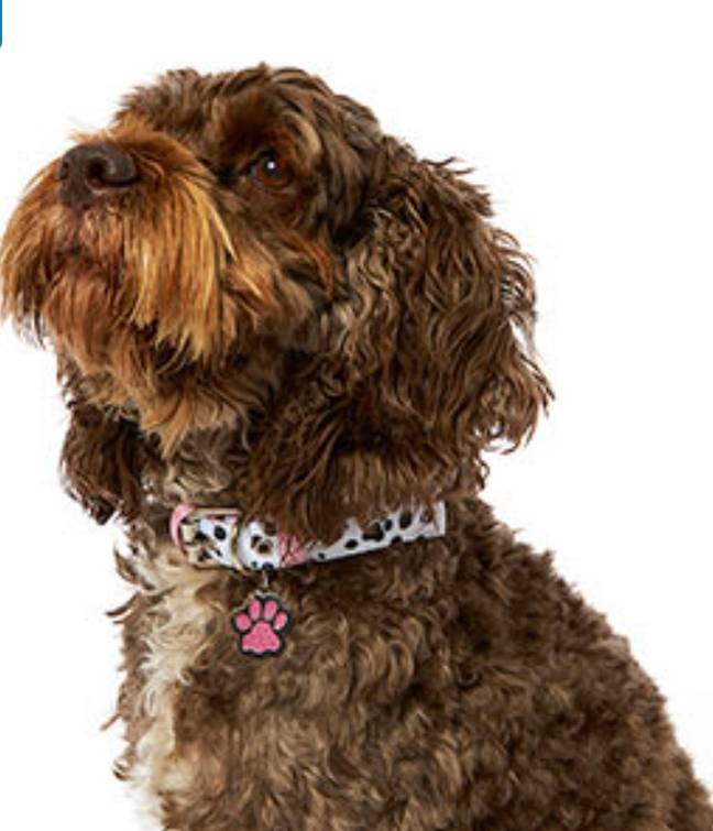 The Barbie pink printed collar. Credit: Pets at Home