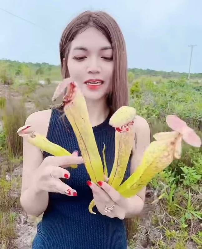 Cambodian Government Asks People To Stop Picking Rare Penis Plant