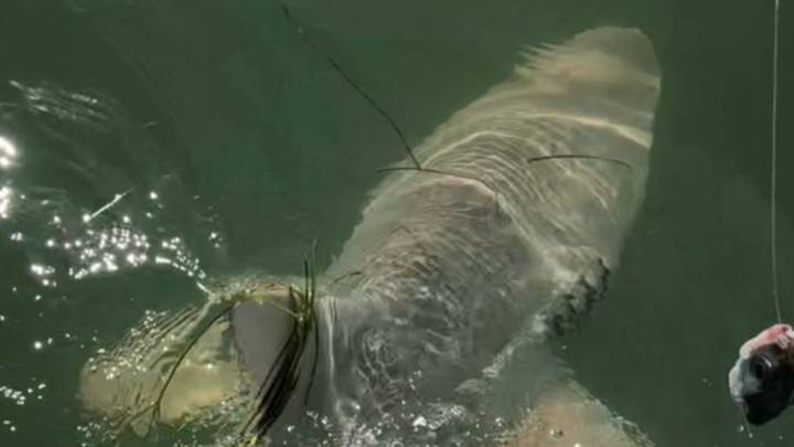 时刻的渔民卷轴堆在巨大的鲨鱼中，发现另一个海怪吃了它